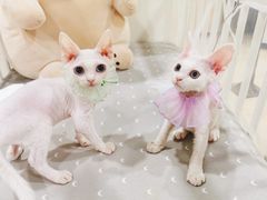 -十年猫舍·猫咪专门店(普陀店)