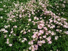 -白塘生态植物园