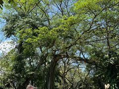 -瑞丽独树成林风景区