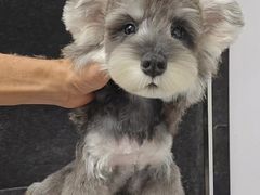 -翊宠yipet猫狗购宠庄园犬舍•猫舍