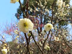 -梅花山(明孝陵内)