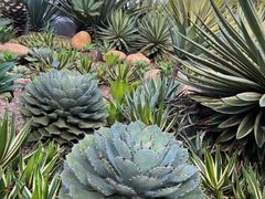 -深圳仙湖植物园
