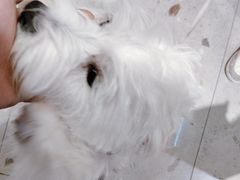 -FAELING PETS美天灵宠物(合生汇店)