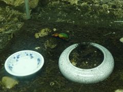 -上海大自然野生昆虫馆