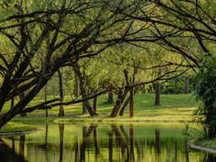 -上海共青森林公园