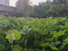 -莲湖公园
