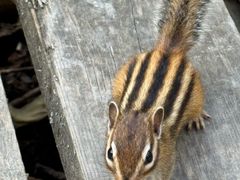-五营红松林海景区