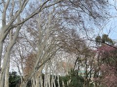 -武汉大学-樱园