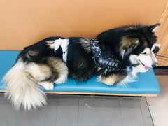 -联合动物医院(光谷诊疗中心)