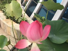 -大东方海鲜酒楼(小武基桥店)