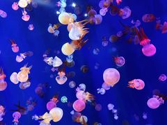 -成都浩海立方海洋公园