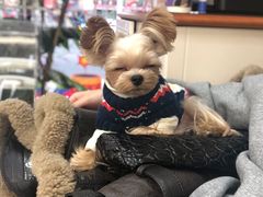 -萌牛肠烧烤店(虹梅路店)