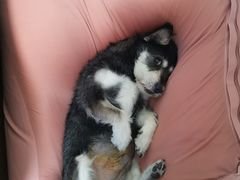 -康乐宝动物医院