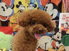 -Pets First伊珊娜洗护·精致美容·家庭式寄养(新会路店)