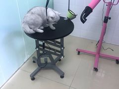 -圣宠动物医院·犬猫专科·影像中心·外科中心