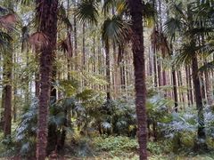 -黄海国家森林公园