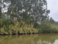 -江门古劳水乡旅游区