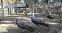 -萌宠亲子动物乐园(槐房万达店)