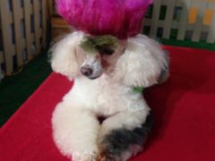 狗狗去染发-东浩兰生上海世博展览馆