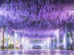 -嘉定紫藤园