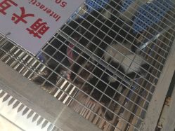 -萌宠亲子动物乐园(槐房万达店)