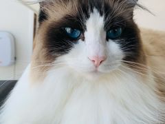 奇哥-Catmate·猫肥家润(金润铂宫店)