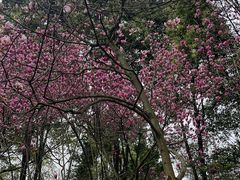 -龙头寺公园
