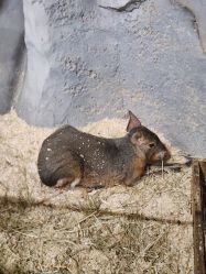 -Zoolung Zoolung动物主题公园(海信广场店)