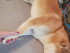 -喜柴咖啡·柴犬狗咖