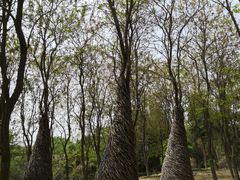 -天适樱花悠乐园