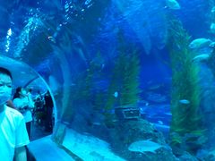 -芜湖新华联大白鲸海洋公园