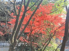 -九龙湖公园