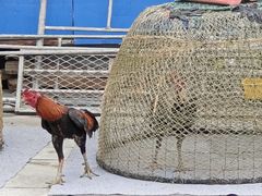 -西双版纳傣族园