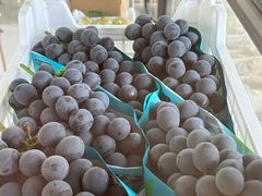 -马陆小张葡萄园农家乐