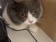 -瑞派康怡24h宠物医院·犬猫医疗中心·微创绝育(瑞景分院)