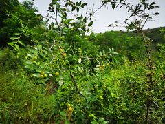 -蟠龙山长城景区