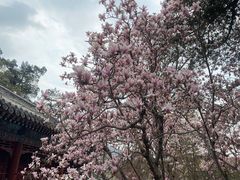 -潭柘寺景区