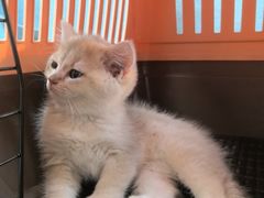 -瑞派·关忠动物医院·猫专科·犬专科(三环新城店)