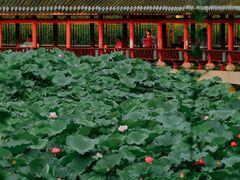 -龙头寺公园