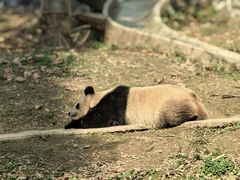 -都江堰中华大熊猫苑