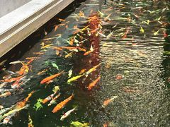 -龙悦湾酒家·八阵鱼生·渔人码头店