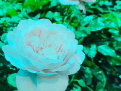 -双季花艺园艺市场(浦东店)