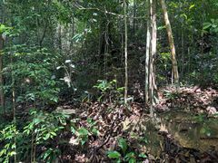 -武吉知马自然保护区