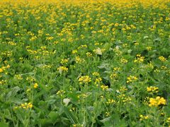 -中国天府农业博览园