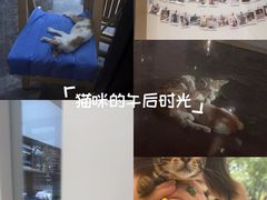-瑞派康怡24h宠物医院·犬猫医疗中心·微创绝育(瑞景分院)