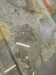 -神奇动物撸宠馆·羊驼·小浣熊·异宠(豫园店)
