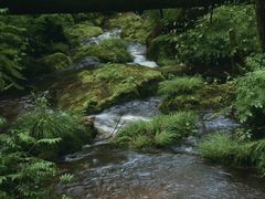 -五营国家森林公园