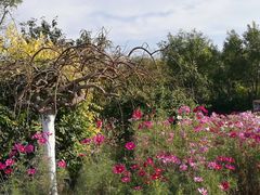 -天津东丽湖风景区