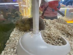 -神奇动物撸宠馆·羊驼·小浣熊·异宠(豫园店)