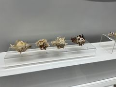 -贝壳王国博物馆
